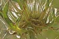 Cirsium eriophorum subsp. richterianum