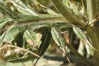 Cirsium eriophorum subsp. richterianum