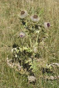 Cirsium eriophorum subsp. richterianum