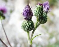 Cirsium monspessulanum