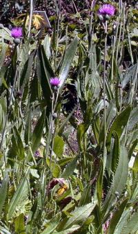 Cirsium monspessulanum