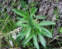 Cirsium monspessulanum
