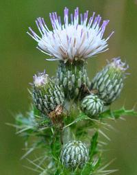 Cirsium palustre