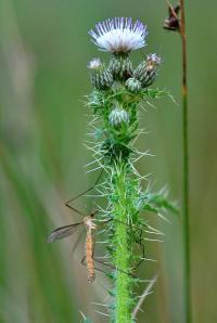 Cirsium palustre