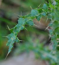 Cirsium palustre