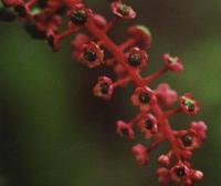 Phytolacca americana