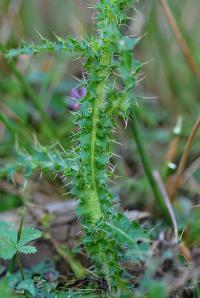 Cirsium palustre