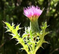 Cirsium acaule subsp, acaule