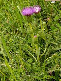 Cirsium acaule subsp, acaule