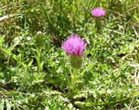 Cirsium acaule subsp, acaule