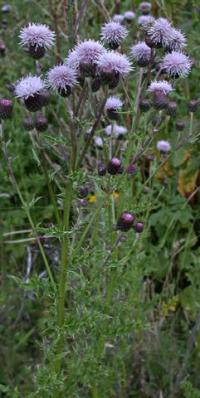 Cirsium arvense