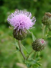 Cirsium arvense