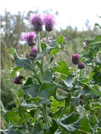 Cirsium arvense