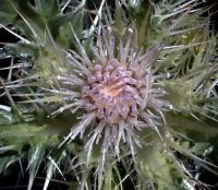 Cirsium glabrum 