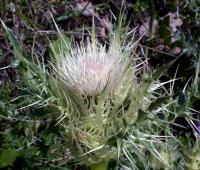 Cirsium glabrum 