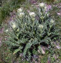 Cirsium glabrum 