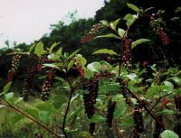 Phytolacca americana