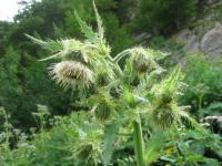 Cirsium carniolicum subsp rufescens