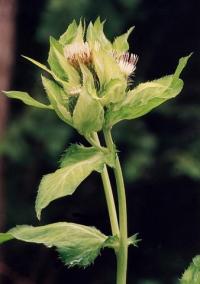 Cirsium oleraceum