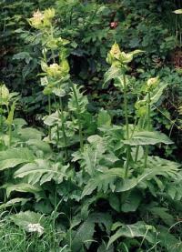 Cirsium oleraceum