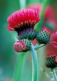 Cirsium rivulare