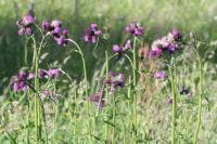 Cirsium rivulare