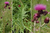 Cirsium rivulare