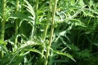 Cirsium rivulare