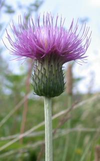 Cirsium heterophyllum