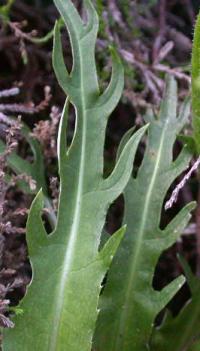 Cirsium heterophyllum