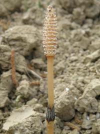 Equisetum arvense