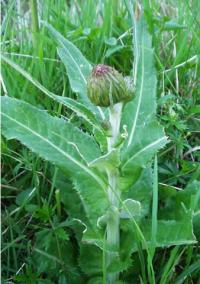 Cirsium heterophyllum