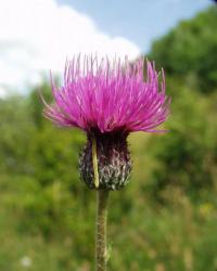 Cirsium filipendulum