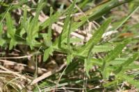 Cirsium filipendulum