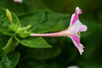 Mirabilis jalapa