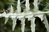 Galactites tomentosa