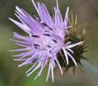 Galactites tomentosa