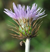 Galactites tomentosa