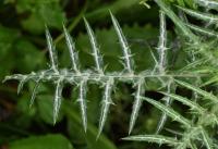 Galactites tomentosa