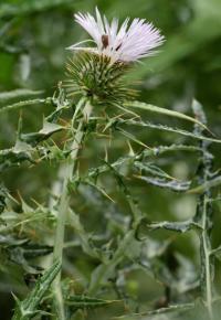 Galactites tomentosa