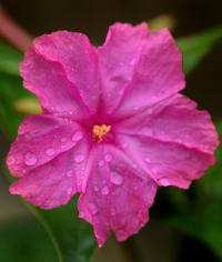 Mirabilis jalapa