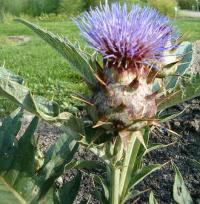 Cynara cardunculus