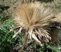 Cynara cardunculus