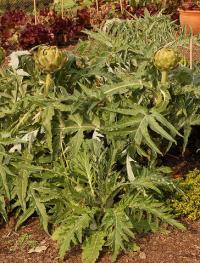 Cynara cardunculus