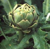 Cynara scolymus