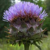 Cynara scolymus