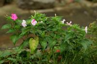 Mirabilis jalapa