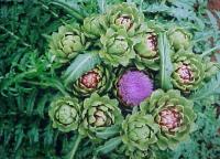 Cynara scolymus