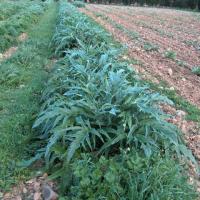 Cynara scolymus