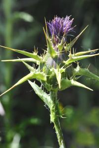 Silybum marianum